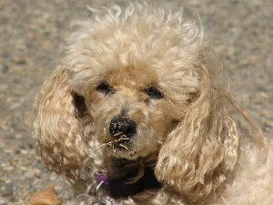 pic of dog with dirty nose
