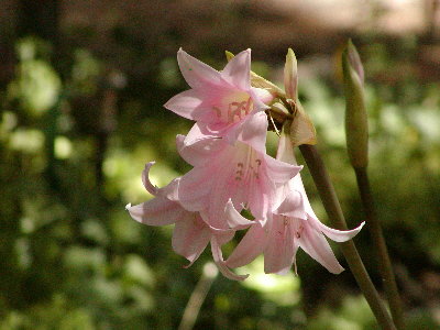 picture of a flower