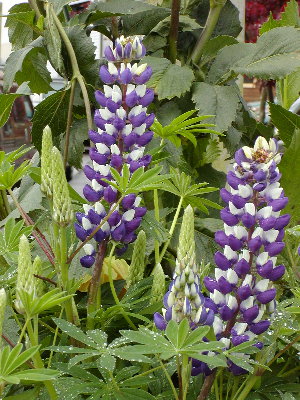 picture of a flower