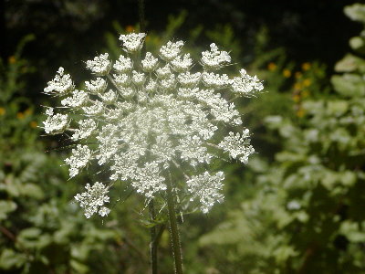 picture of a flower