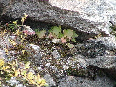 picture of a flower