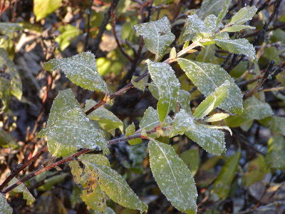 picture of a flower