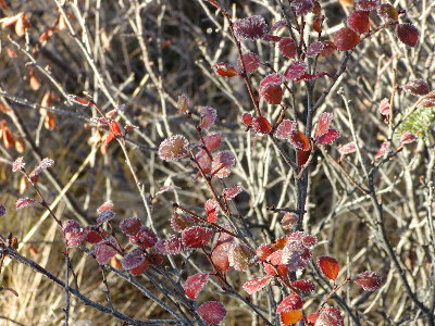 picture of a flower