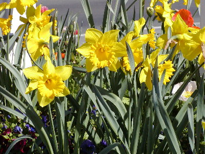 picture of a flower
