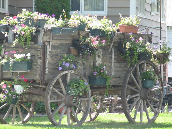 picture of some flowers