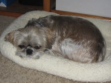 pic of dog after grooming