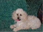 poodle pic