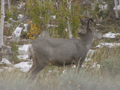 picture of a deer