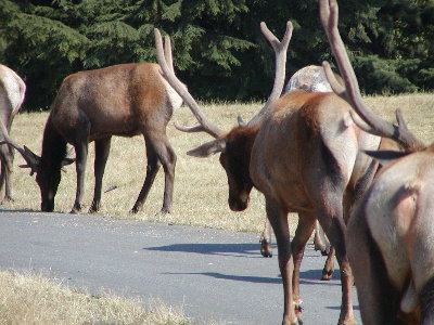picture of caribou??