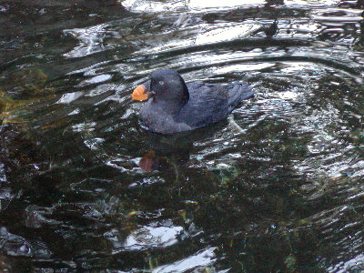 picture of a bird