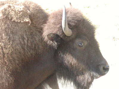picture of bison (close up)