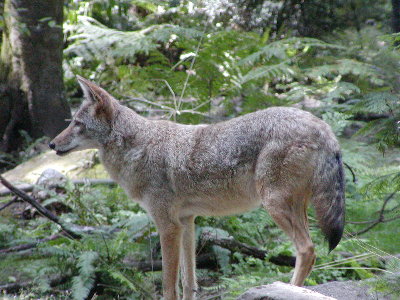 picture of coyote