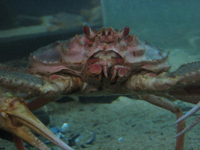 picture of a crab