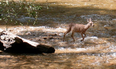 picture of a deer in stream