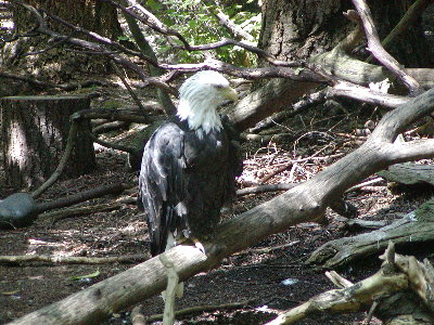 picture of an eagle
