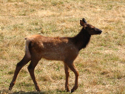 picture of an elk fawn