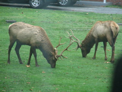 picture of elk eating grass