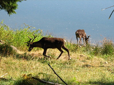 picture of an elk
