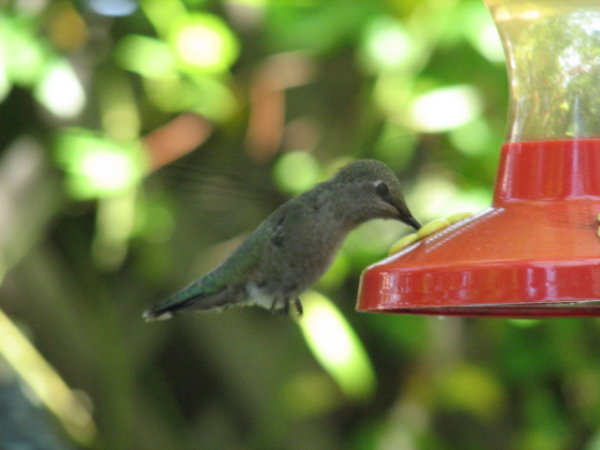 picture of a hummingbird feeding