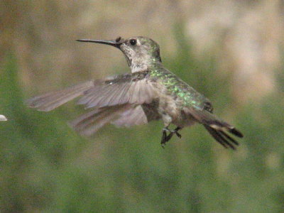 picture of a hummingbird