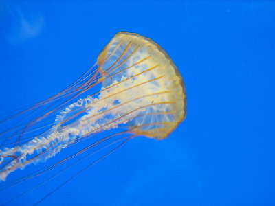 picture of a jellyfish