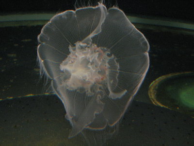 picture of a jellyfish