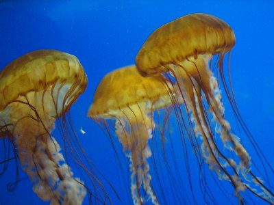 picture of a jellyfish