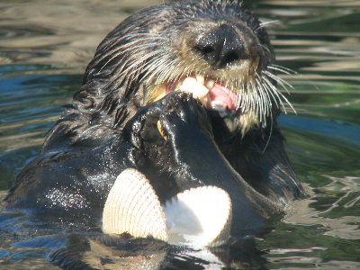 picture of an otter