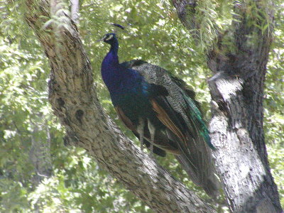 picture of a peacock