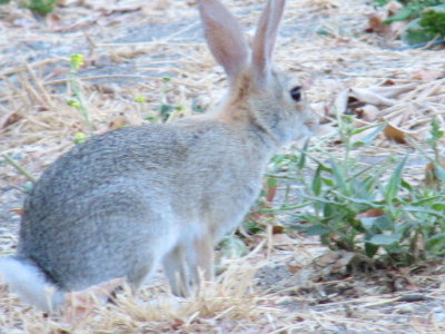 picture of a rabbit