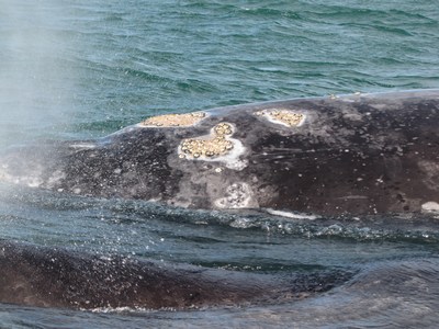 pic of whale in water