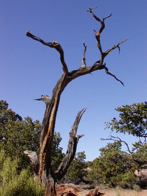 picture of scenery