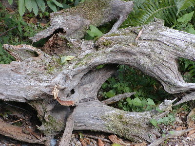picture of rotting log and plants