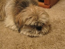 pic of shaggy dog